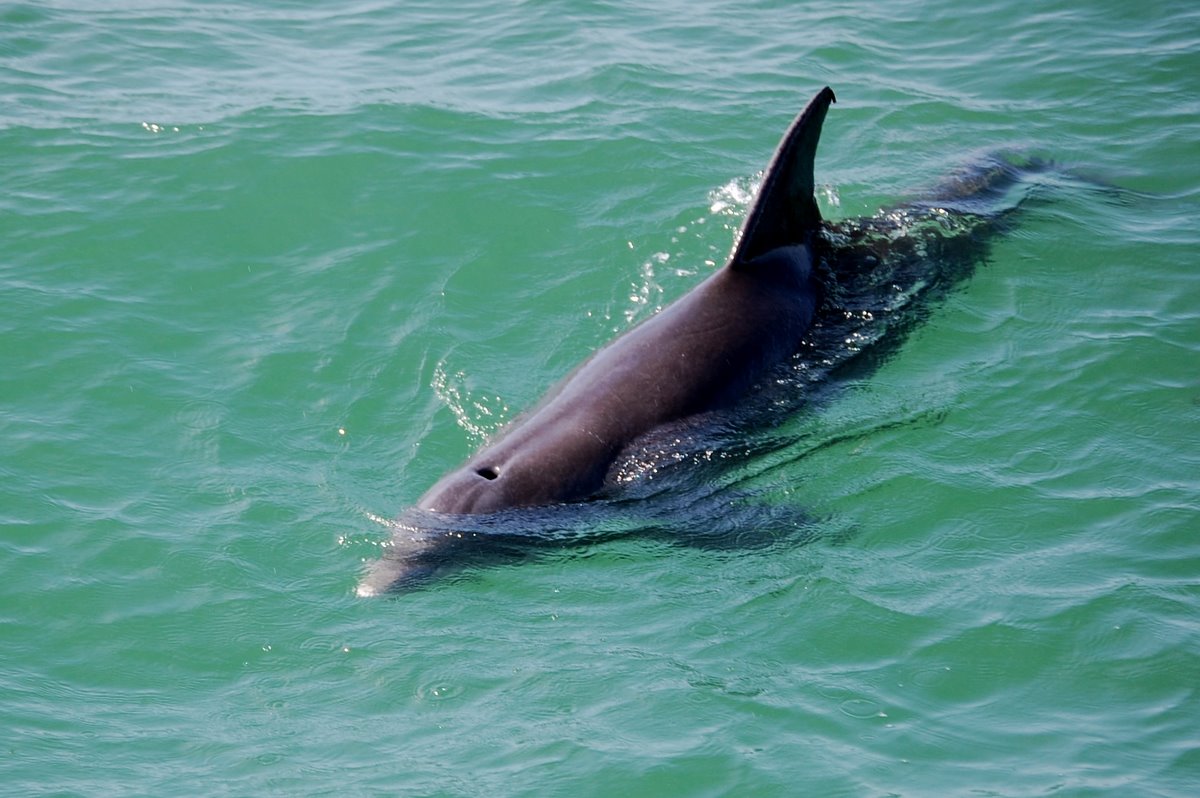 Field Notes and Photos Dolphins of Tampa Bay
